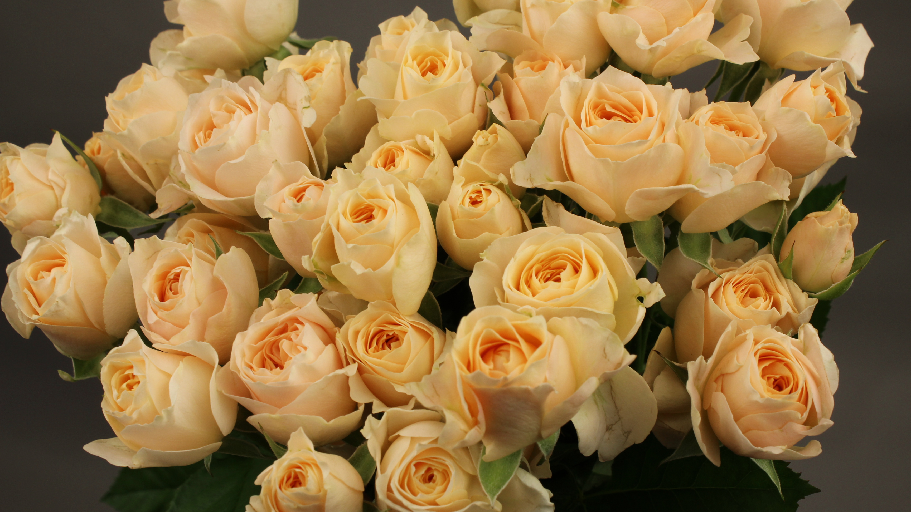 キスオンザグリーン ローズ 薔薇 花 フラワー golf エレガント セレブ 2 キスオンザグリーン ローズ 薔薇 花 フラワー golf エレガント セレブ
